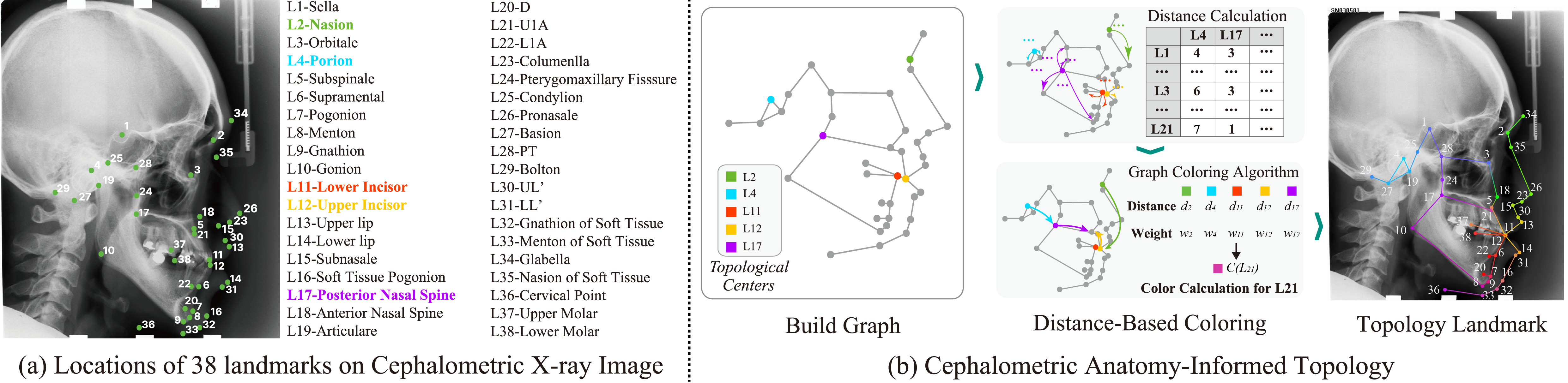 Anatomy-Informed Topology (AIT) Module
